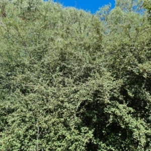 Cotoneaster glaucophyllus at Isaacs Ridge and Nearby - 25 Feb 2024 12:15 PM