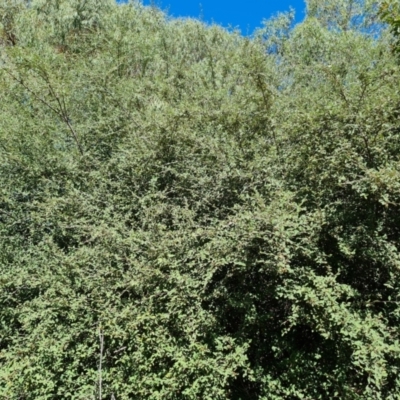 Cotoneaster glaucophyllus (Cotoneaster) at Isaacs Ridge - 25 Feb 2024 by Mike