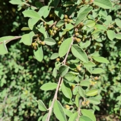 Cotoneaster glaucophyllus at Isaacs Ridge and Nearby - 25 Feb 2024