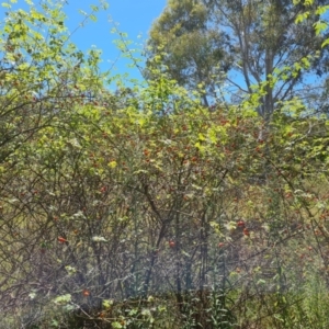 Rosa rubiginosa at Isaacs Ridge and Nearby - 25 Feb 2024 12:12 PM