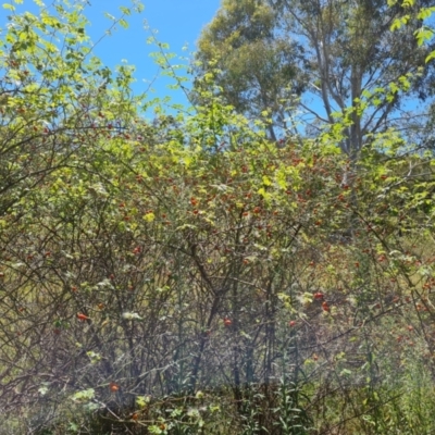 Rosa rubiginosa (Sweet Briar, Eglantine) at Isaacs Ridge and Nearby - 25 Feb 2024 by Mike