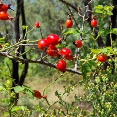 Rosa rubiginosa at Isaacs Ridge and Nearby - 25 Feb 2024 12:12 PM