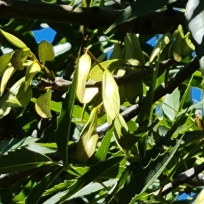 Fraxinus sp. (An Ash) at Isaacs Ridge - 25 Feb 2024 by Mike