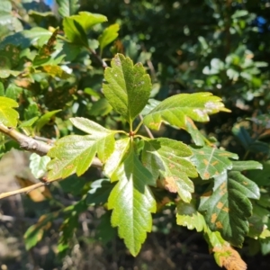 Crataegus azarolus at Isaacs Ridge and Nearby - 25 Feb 2024 12:03 PM