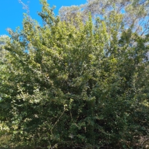 Crataegus azarolus at Isaacs Ridge and Nearby - 25 Feb 2024 12:03 PM