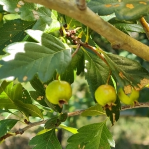 Crataegus azarolus at Isaacs Ridge and Nearby - 25 Feb 2024 12:03 PM