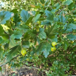 Crataegus azarolus at Isaacs Ridge and Nearby - 25 Feb 2024 12:03 PM