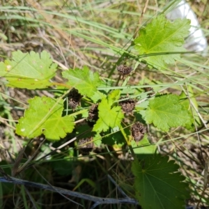 Modiola caroliniana at Wanniassa Hill - 25 Feb 2024 11:40 AM