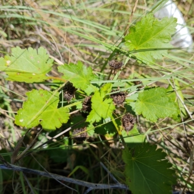 Modiola caroliniana (Red-flowered Mallow) at Fadden, ACT - 25 Feb 2024 by Mike