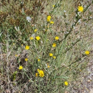 Chondrilla juncea at Wanniassa Hill - 25 Feb 2024