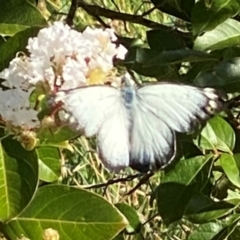 Delias harpalyce (Imperial Jezebel) at Bellmount Forest, NSW - 25 Feb 2024 by Trillian