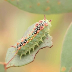 Doratifera quadriguttata (Four-spotted Cup Moth) at Black Mountain - 21 Feb 2024 by ConBoekel