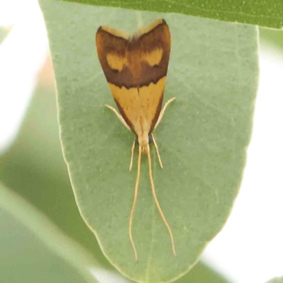 Crocanthes glycina (Lecithoceridae) at Point 60 - 21 Feb 2024 by ConBoekel