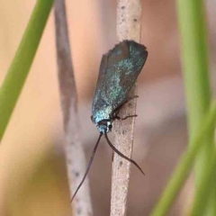Pollanisus (genus) (A Forester Moth) at O'Connor, ACT - 20 Feb 2024 by ConBoekel