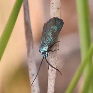 Pollanisus (genus) at Black Mountain - 21 Feb 2024