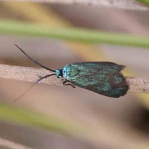 Pollanisus (genus) at Black Mountain - 21 Feb 2024