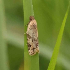 Merophyas therina (a Tortrix Moth) at Black Mountain - 21 Feb 2024 by ConBoekel