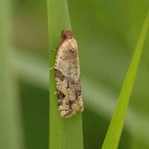 Merophyas therina at Black Mountain - 21 Feb 2024