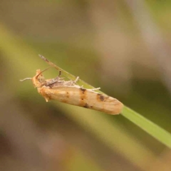 Merophyas divulsana (Lucerne Leafroller (Tortricinae, Archipini) at Black Mountain - 21 Feb 2024 by ConBoekel