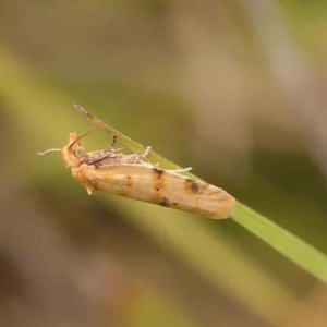 Merophyas divulsana at Black Mountain - 21 Feb 2024