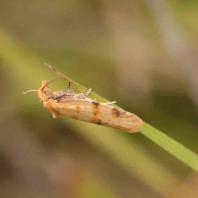 Merophyas divulsana (Lucerne Leafroller (Tortricinae, Archipini) at Black Mountain - 21 Feb 2024 by ConBoekel