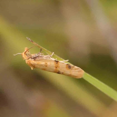 Merophyas divulsana (Lucerne Leafroller) at O'Connor, ACT - 21 Feb 2024 by ConBoekel