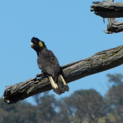 Zanda funerea (Yellow-tailed Black-Cockatoo) at Symonston, ACT - 25 Feb 2024 by CallumBraeRuralProperty