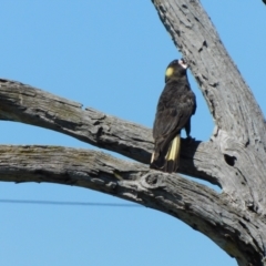 Zanda funerea at Symonston, ACT - 25 Feb 2024 11:36 AM