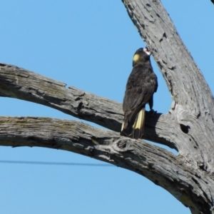 Zanda funerea at Symonston, ACT - 25 Feb 2024 11:36 AM