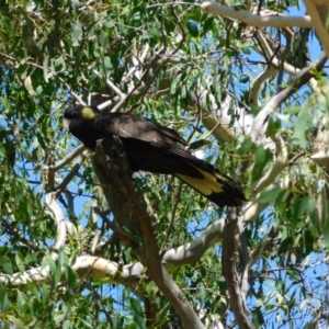 Zanda funerea at Symonston, ACT - 25 Feb 2024 11:36 AM