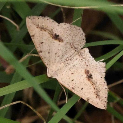 Taxeotis perlinearia (Spring Taxeotis) at Black Mountain - 21 Feb 2024 by ConBoekel