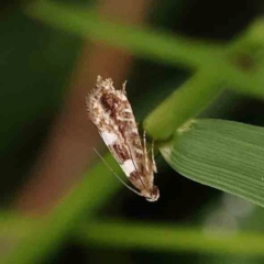 Glyphipterix chrysoplanetis (A Sedge Moth) at O'Connor, ACT - 20 Feb 2024 by ConBoekel