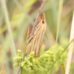 Hednota bivittella (A Crambid moth (Crambinae) at Black Mountain - 21 Feb 2024 by ConBoekel