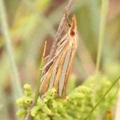 Hednota bivittella at Black Mountain - 21 Feb 2024 09:32 AM