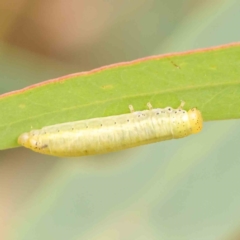 Paropsisterna sp. (genus) (A leaf beetle) at Black Mountain - 21 Feb 2024 by ConBoekel