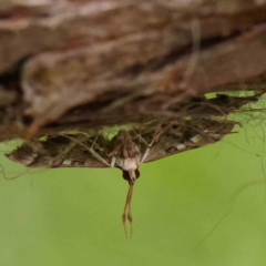 Nacoleia rhoeoalis (Spilomelinae) at Black Mountain - 21 Feb 2024 by ConBoekel