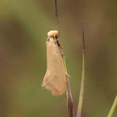 Edosa ochracea (Yellow Tineid) at O'Connor, ACT - 20 Feb 2024 by ConBoekel