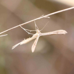 Hellinsia balanotes (Pterophorinae) at O'Connor, ACT - 20 Feb 2024 by ConBoekel