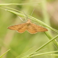 Scopula rubraria (Reddish Wave, Plantain Moth) at Black Mountain - 21 Feb 2024 by ConBoekel