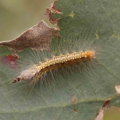 Uraba lugens (Gumleaf Skeletonizer) at Black Mountain - 21 Feb 2024 by ConBoekel