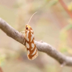 Myrascia bracteatella (A Concealer moth) at Black Mountain - 21 Feb 2024 by ConBoekel