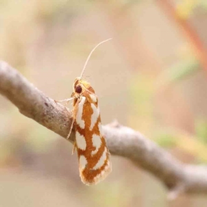 Myrascia bracteatella at Black Mountain - 21 Feb 2024