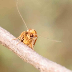 Myrascia bracteatella at Black Mountain - 21 Feb 2024