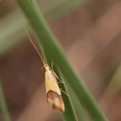 Crocanthes prasinopis (A Curved -horn moth) at Black Mountain - 21 Feb 2024 by ConBoekel