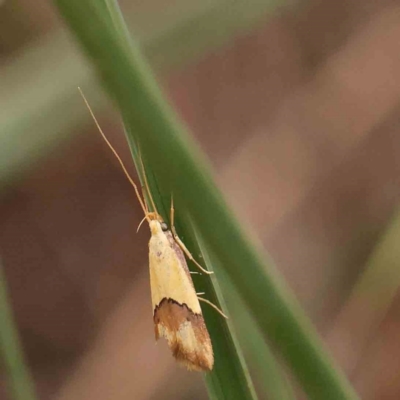 Crocanthes prasinopis (A Curved -horn moth) at O'Connor, ACT - 20 Feb 2024 by ConBoekel