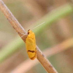 Plectobela undescribed species (A concealer moth) at O'Connor, ACT - 20 Feb 2024 by ConBoekel