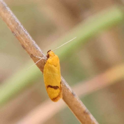 Plectobela undescribed species (A concealer moth) at O'Connor, ACT - 20 Feb 2024 by ConBoekel