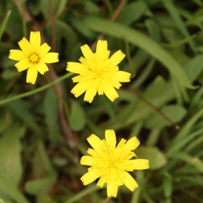 Hypochaeris radicata (Cat's Ear, Flatweed) at Black Mountain - 21 Feb 2024 by ConBoekel