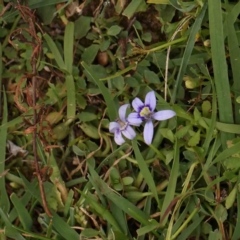 Isotoma fluviatilis subsp. australis (Swamp Isotome) at Black Mountain - 21 Feb 2024 by ConBoekel