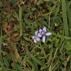 Isotoma fluviatilis subsp. australis at Black Mountain - 21 Feb 2024 11:34 AM